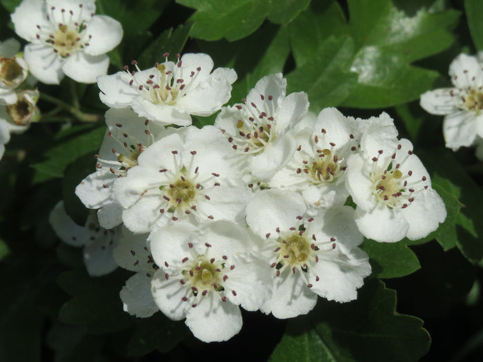 English Hawthorn Crataegus monogyna 100 Seeds