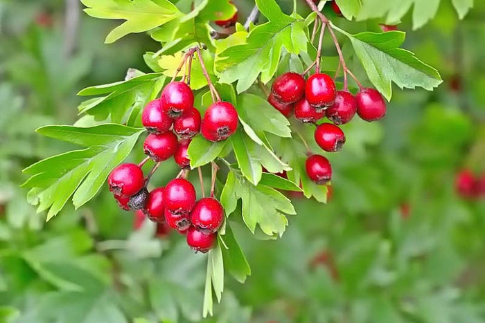 English Hawthorn Crataegus monogyna 100 Seeds