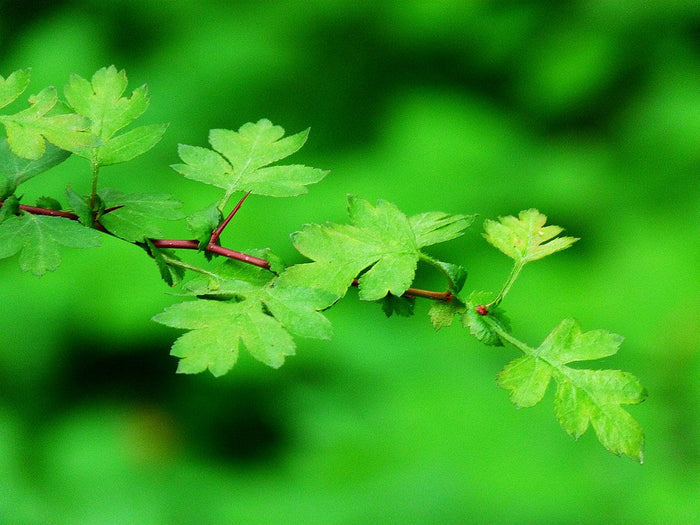 English Hawthorn Crataegus monogyna 100 Seeds