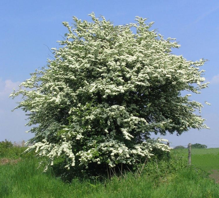English Hawthorn Crataegus monogyna 100 Seeds