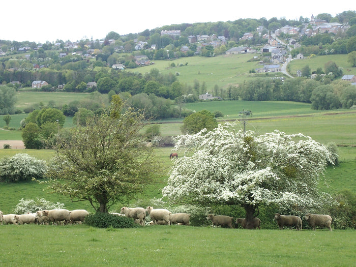 English Hawthorn Crataegus monogyna 100 Seeds