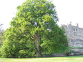 English Oak  5 Seeds  Quercus robur