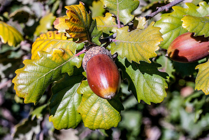 English Oak  5 Seeds  Quercus robur
