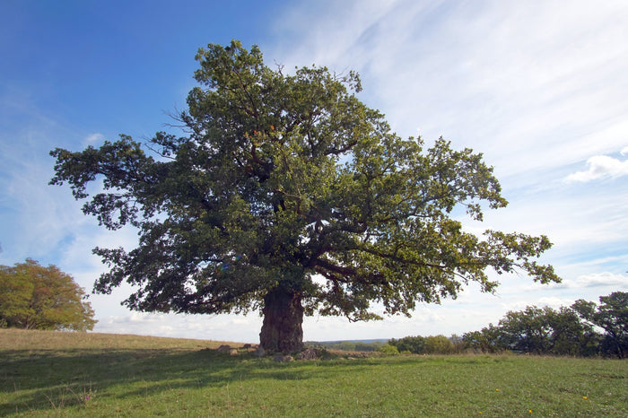 English Oak  5 Seeds  Quercus robur