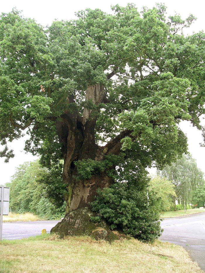 English Oak  5 Seeds  Quercus robur