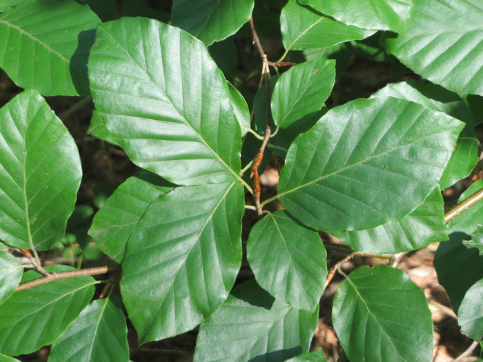 European Beech   Fagus sylvatica   10  Seeds