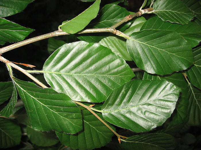 European Beech   Fagus sylvatica   10  Seeds