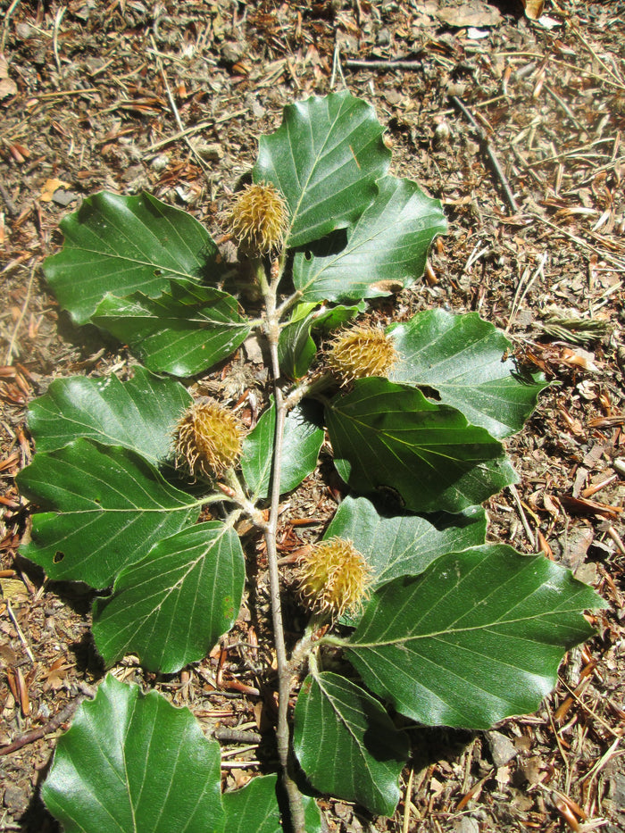 European Beech   Fagus sylvatica   10  Seeds