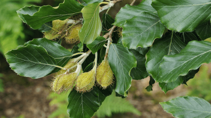 European Beech   Fagus sylvatica   10  Seeds