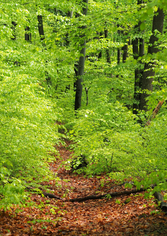 European Beech   Fagus sylvatica   10  Seeds