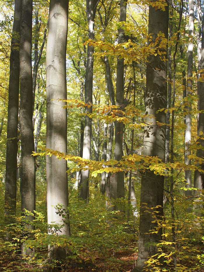 European Beech   Fagus sylvatica   10  Seeds
