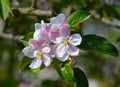 European Crab Apple Malus sylvestris 10 Seeds