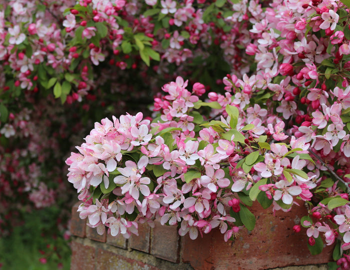European Crab Apple Malus sylvestris 10 Seeds
