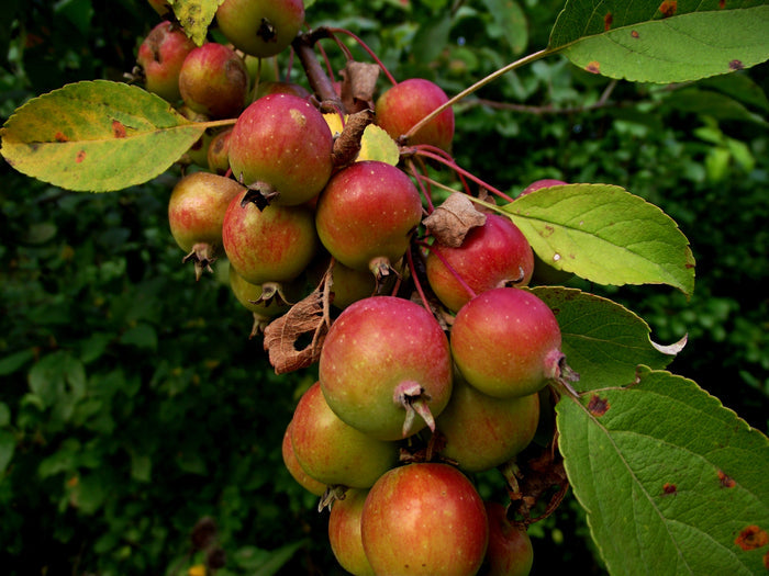 European Crab Apple Malus sylvestris 10 Seeds
