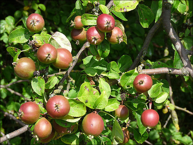 European Crab Apple Malus sylvestris 10 Seeds