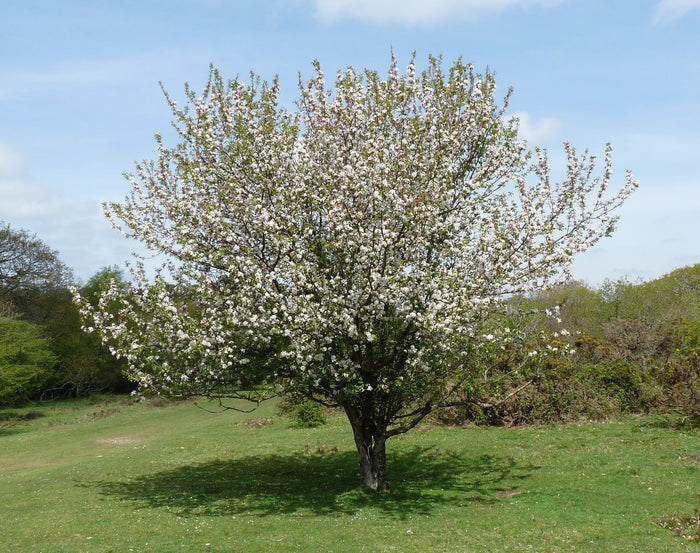 European Crab Apple Malus sylvestris 10 Seeds