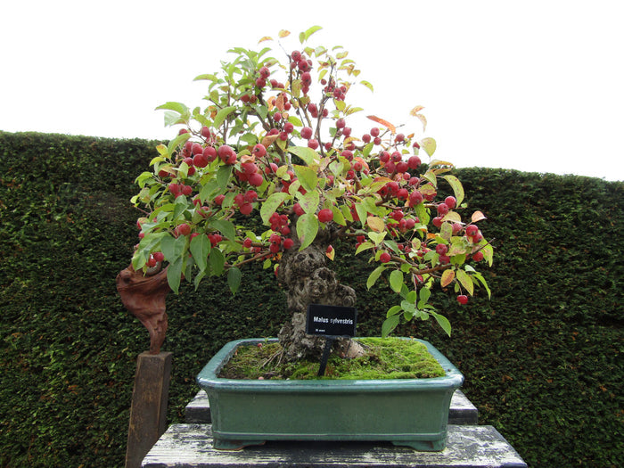European Crab Apple Malus sylvestris 10 Seeds