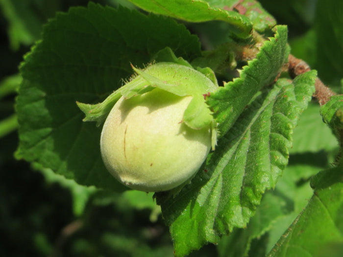 European Hazelnut Corylus avellana 10 Seeds