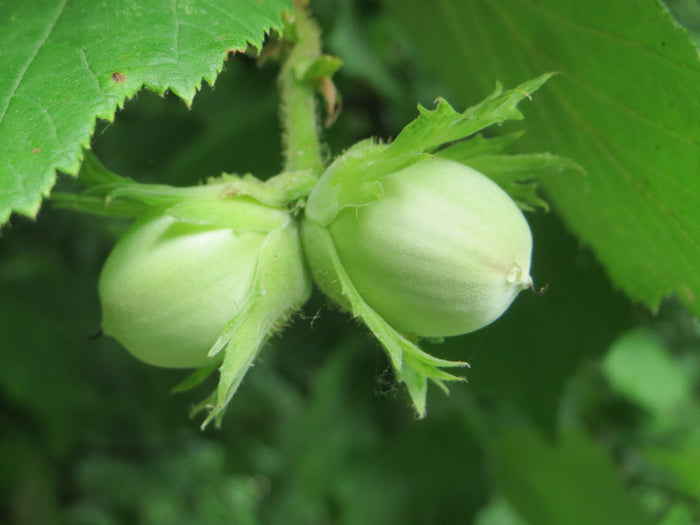European Hazelnut Corylus avellana 10 Seeds