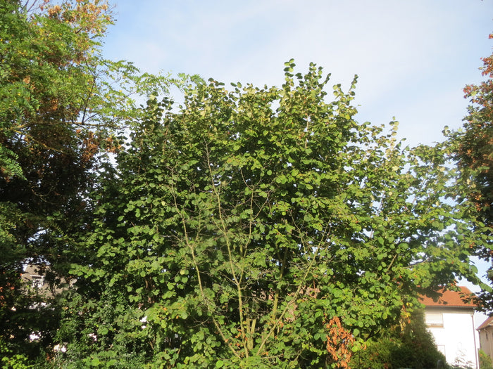 European Hazelnut Corylus avellana 10 Seeds