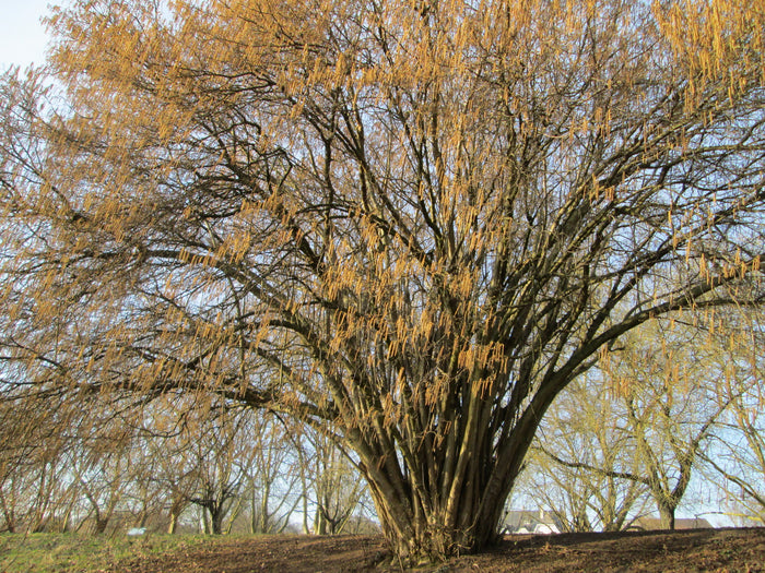 European Hazelnut Corylus avellana 10 Seeds
