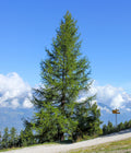 European Larch Larix decidua 100 Seeds