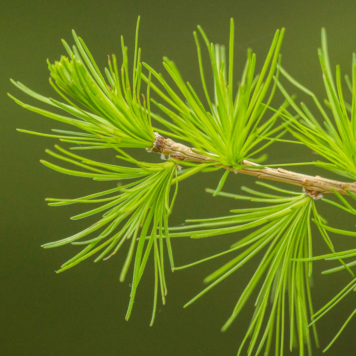 European Larch Larix decidua 100 Seeds