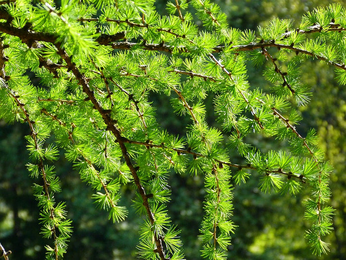 European Larch Larix decidua 100 Seeds