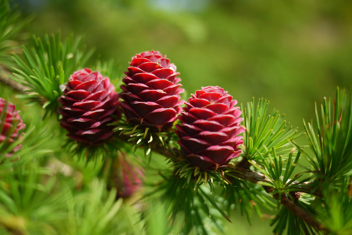 European Larch Larix decidua 100 Seeds