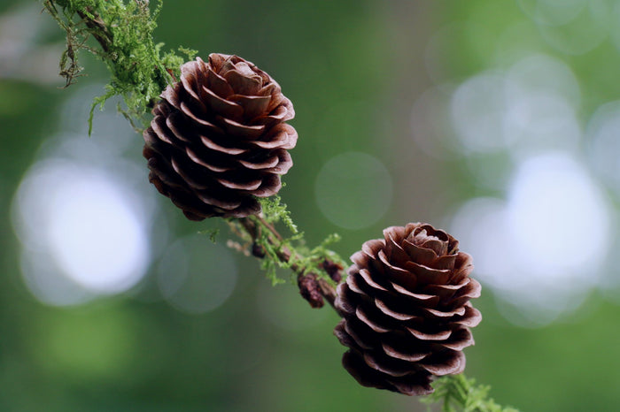 European Larch Larix decidua 100 Seeds