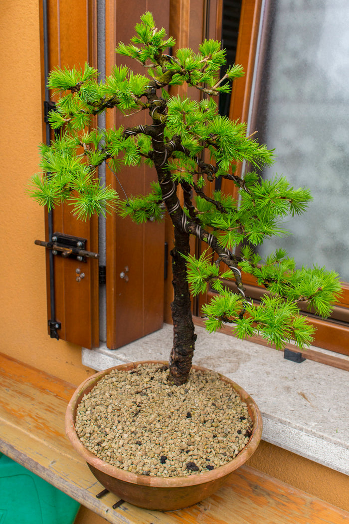 European Larch Larix decidua 100 Seeds
