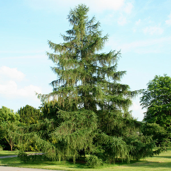 European Larch Larix decidua 100 Seeds