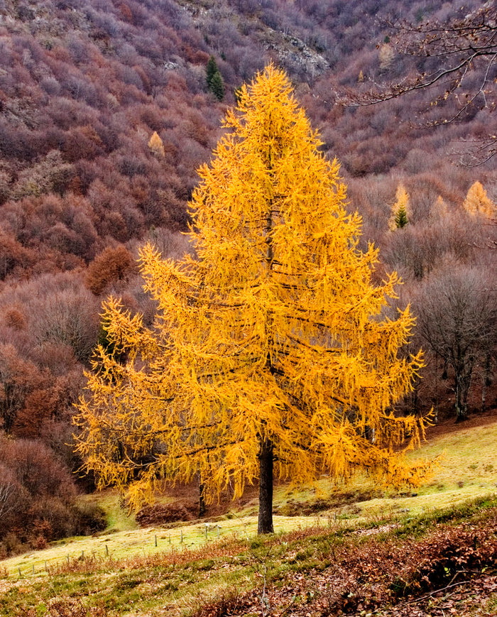 European Larch Larix decidua 100 Seeds