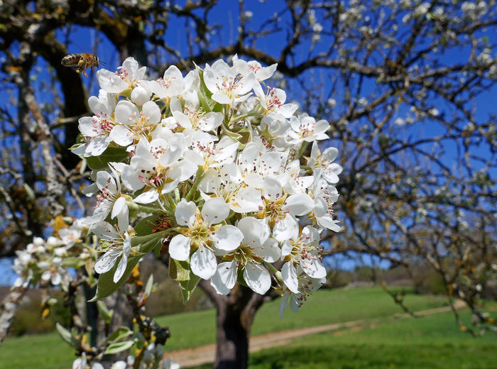 European Pear  10 Seeds  Pyrus communis