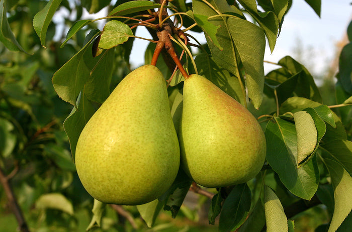 European Pear  10 Seeds  Pyrus communis