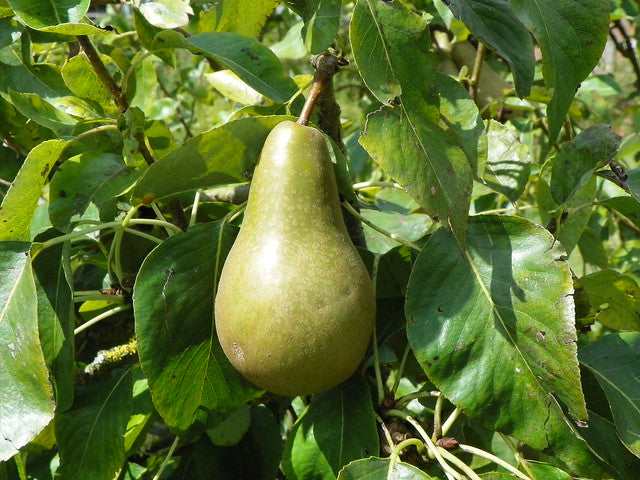 European Pear  10 Seeds  Pyrus communis