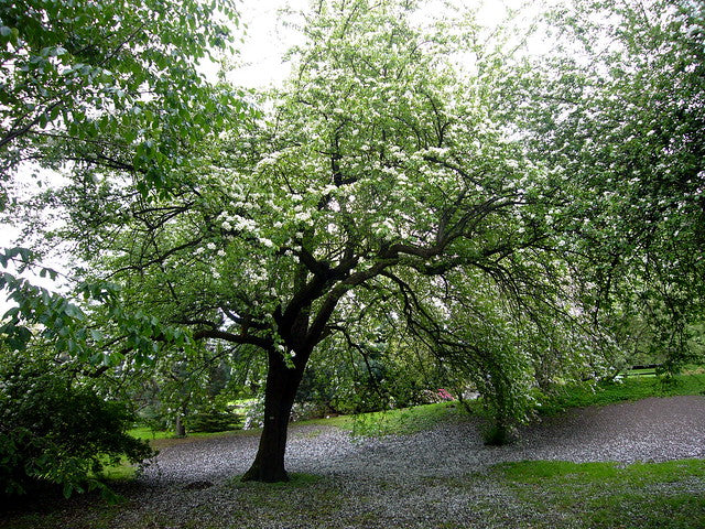 European Pear  10 Seeds  Pyrus communis