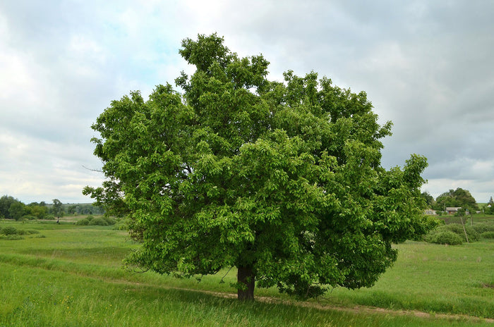 European Pear  10 Seeds  Pyrus communis
