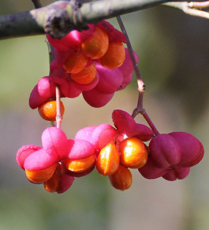 European Spindle Tree   100 Seeds   Euonymus europaeus