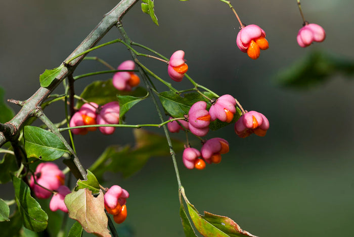 European Spindle Tree   100 Seeds   Euonymus europaeus