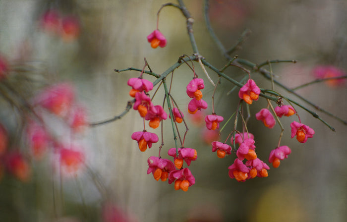 European Spindle Tree   100 Seeds   Euonymus europaeus