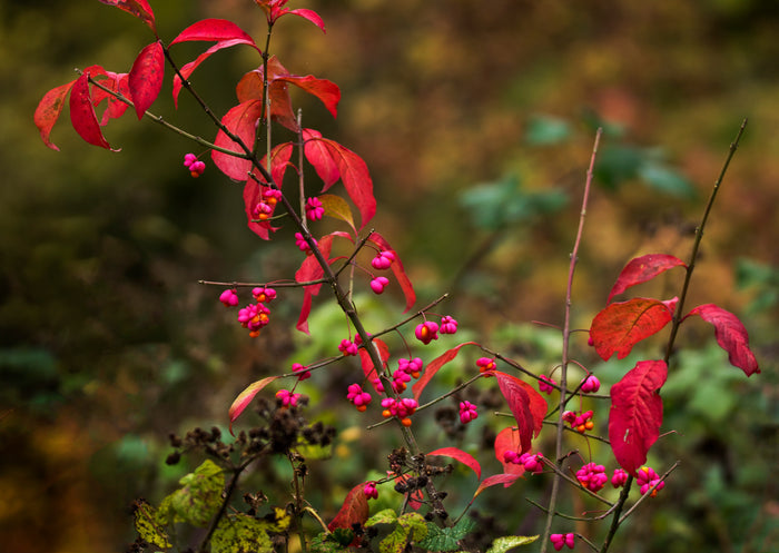 European Spindle Tree   100 Seeds   Euonymus europaeus