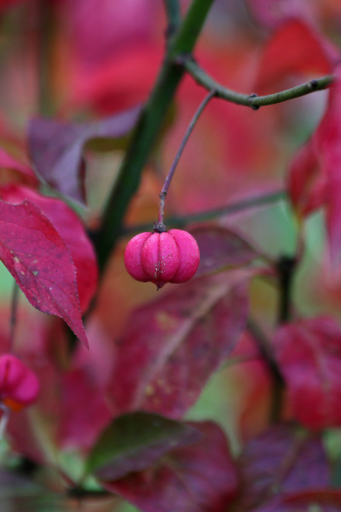 European Spindle Tree   100 Seeds   Euonymus europaeus