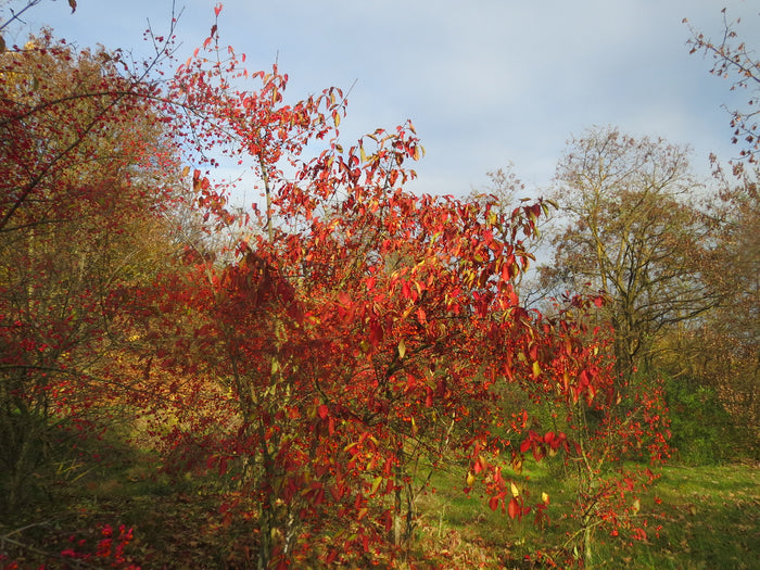 European Spindle Tree   100 Seeds   Euonymus europaeus