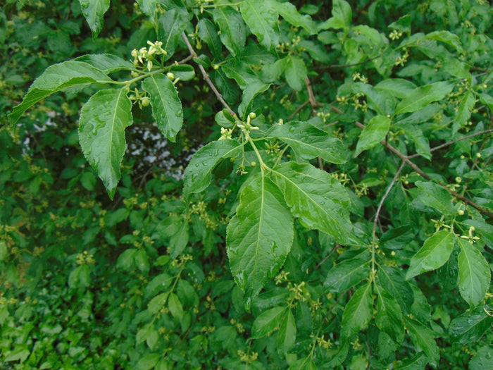 European Spindle Tree   100 Seeds   Euonymus europaeus