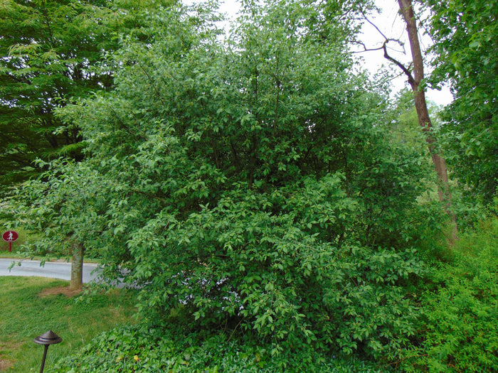European Spindle Tree   100 Seeds   Euonymus europaeus