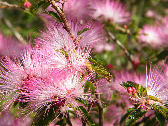 Fairy Duster 20 Seeds Calliandra eriophylla