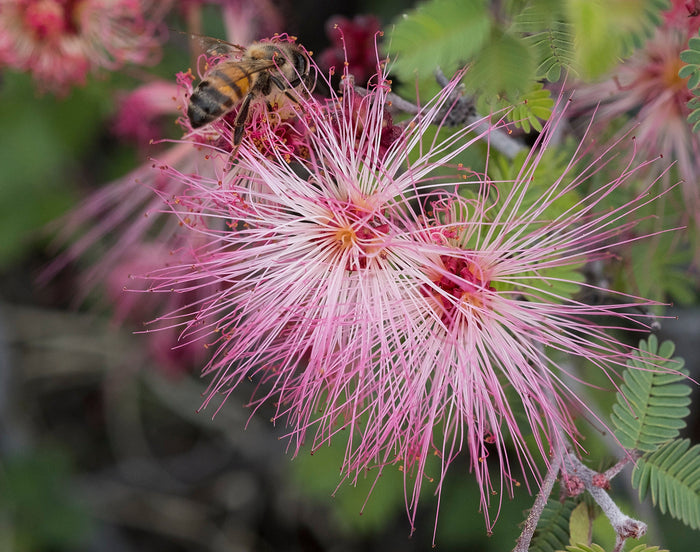 Fairy Duster 20 Seeds Calliandra eriophylla