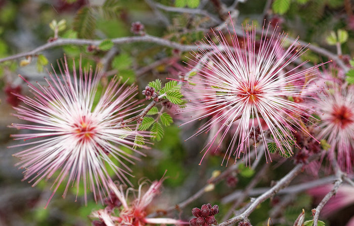Fairy Duster 20 Seeds Calliandra eriophylla