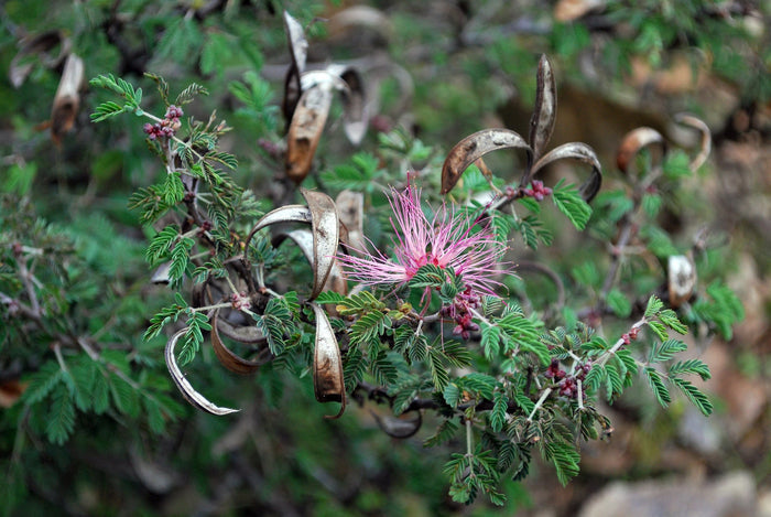 Fairy Duster 20 Seeds Calliandra eriophylla